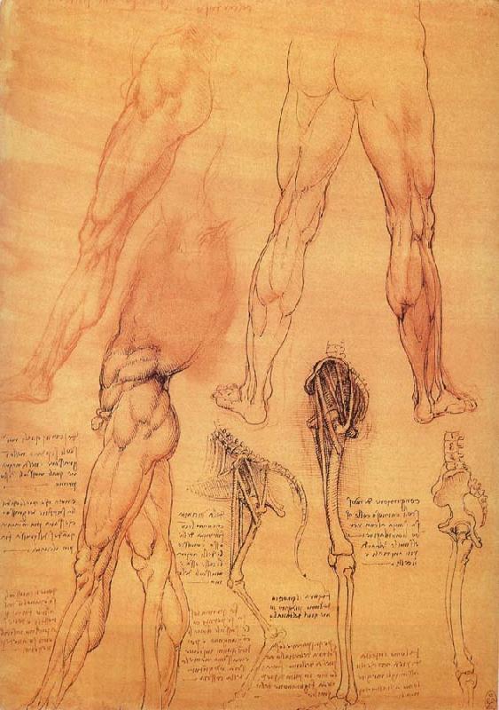 LEONARDO da Vinci Muscles and bone of leg and Hufte China oil painting art